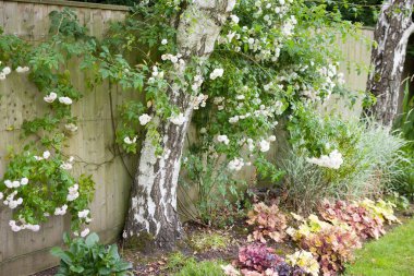 Beyaz, başıboş bir gül çalısı, çite karşı eğitilmiş ve İngiltere 'de bir çiçek bahçesinde, gümüş bir huş ağacının etrafında büyüyor.