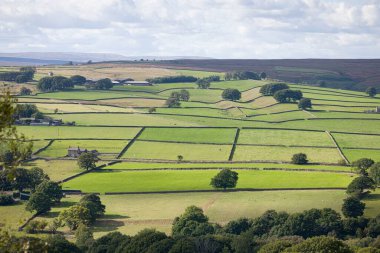 İngiltere kırsalında, tarlaları kuru taş duvarlarla, koyunlarla ve ineklerle bölünmüş tarım arazisi. Nidderdale AONB, Kuzey Yorkshire, İngiltere, İngiltere