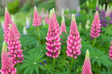 Lupinler, lupin bitkisi (lupinus) arka bahçesinde yetişen pembe çiçekli, İngiltere