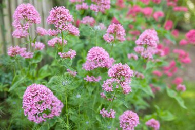 Valerian flowers, Valeriana Officinalis, perennial plant growing in a UK garden flowerbed  clipart