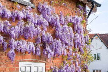 Wisteria plant with flowers or racemes growing on a house wall in spring, UK. clipart