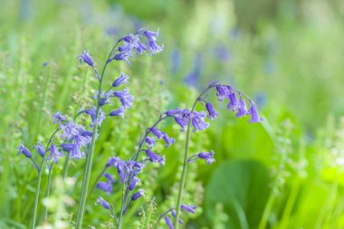 İlkbaharda İngiltere 'deki Woodland Garden' da yetişen çiçeklerde çan çiçekleri, İspanyol çan çiçekleri (Hyacinthoides hispanica)