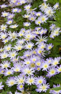 Anemone Blanda çiçekleri. İlkbaharda İngiltere 'de çiçek tarhında yetişen bitkiler.