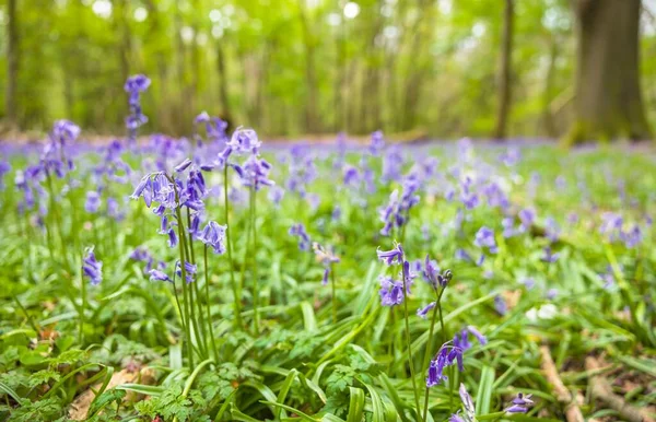 Bluebell Close Comum Hyacinthoides Non Scripta Bluebells Nativos Ingleses Floresta — Fotografia de Stock