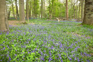 Orman, Ivinghoe Common, Ashridge Estate, Buckinghamshire, İngiltere 'de yetişen yaygın yaban çiçekleri (hyacinthoides non-scripta)