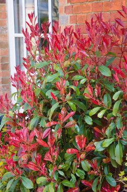 Photinia red tip (redtip) ornamental shrub or tree with bright red and green foliage in a UK garden in spring