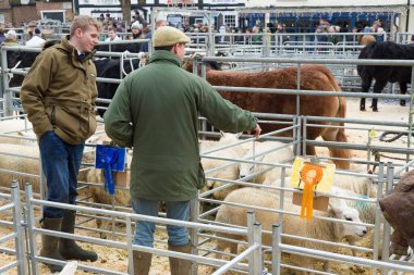 WINSLOW, UK - December 05, 2022. Farmers at a market with prize sheep, livestock. Winslow Primestock Christmas Show, Buckinghamshire, UK