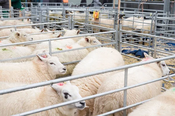 Owce Trzymane Kojcach Winslow Primestock Show Pokaz Jest Corocznym Wydarzeniem — Zdjęcie stockowe