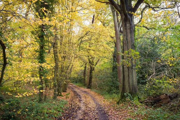 Sonbaharda Yaprakları Altın Olan Ağaçlar Ormanlık Alanda Yol Patika Açarlar — Stok fotoğraf