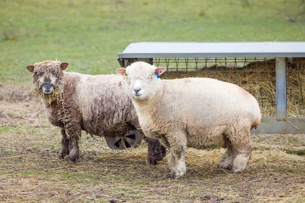 Опудало Вівці Вівці Фермі Взимку Пік Район Дербішир Великобританія — стокове фото