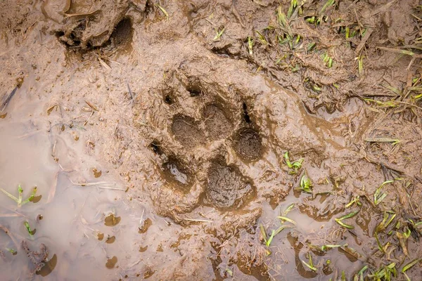 脏兮兮的爪子印英国乡村小路泥巴上的狗爪印 — 图库照片