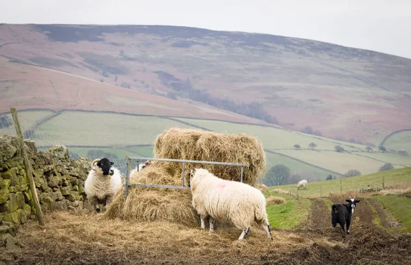 ピーク地区 ダービシャー イギリスのホープバレーの丘の農場でわらを食べる羊 — ストック写真