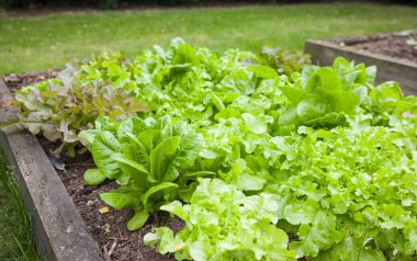 İngiltere 'deki bir İngiliz bahçesinde, yükseltilmiş bir yatakta büyüyen marul bitkileri sıraları.