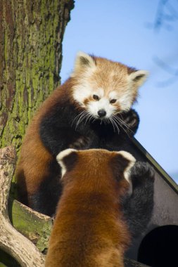 İngiltere hayvanat bahçesindeki bir ağaçta bir çift kırmızı panda (ailurus fulgens) etkileşimi