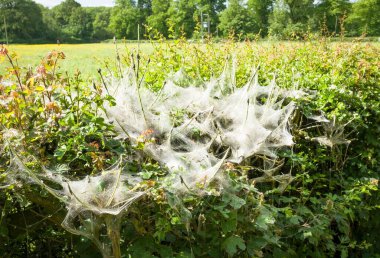 İngiliz kırsalındaki bir çalılıkta küçük ermin güve tırtıllarının (Yponomeuta padella) istilası. Milton Keynes, İngiltere