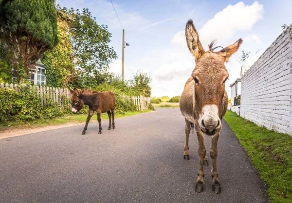 Wild donkeys walking along a road through a village in New Forest, Hampshire, UK