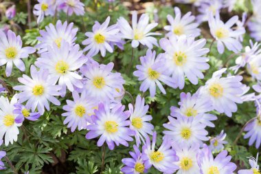 Mavi şakayık Blanda çiçekleri. İlkbaharda İngiltere 'de çiçek tarhında yetişen bitkiler.
