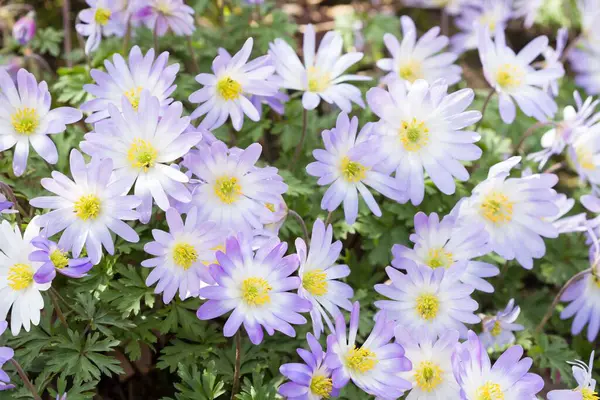Mavi şakayık Blanda çiçekleri. İlkbaharda İngiltere 'de çiçek tarhında yetişen bitkiler.
