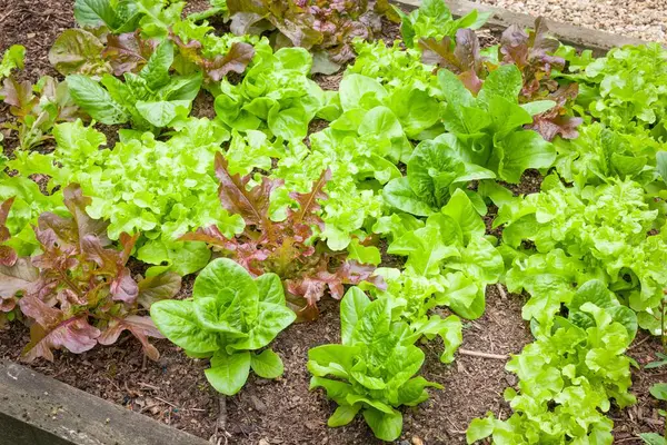 İngiltere 'de bir İngiliz bahçesinde yetişen karışık marul bitkisi yatağı.