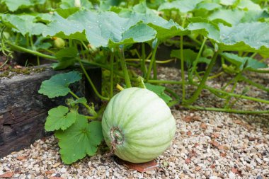 Winter squash Crown Prince growing in a vegetable garden in summer, UK clipart
