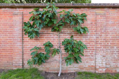 Espalier fig tree growing against a brick wall in an English garden in summer, UK clipart