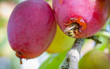 Eşekarıları (Vespula vulgaris), İngiltere 'de sonbaharda bir bahçede yetişen ağaçta yetişen olgun erikleri yerler.