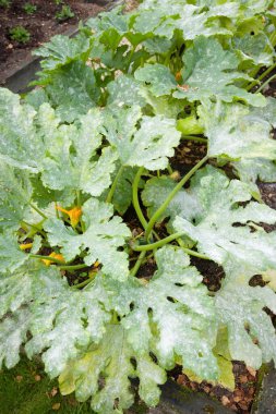 Powdery mildew on the leaves of courgette (zucchini) plants in a vegetable garden, UK clipart