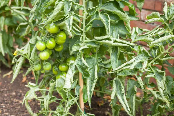 Close-up of curled leaves on tomato plants in a vegetable patch. Tomato leaf curl, a common problem in UK gardens.