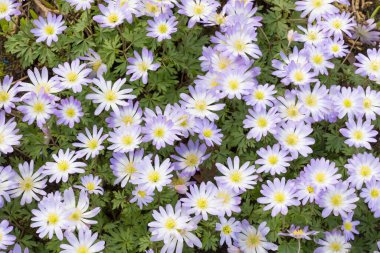 Mavi şakayık Blanda çiçekleri. İlkbaharda İngiltere 'de çiçek tarhında yetişen bitkiler.