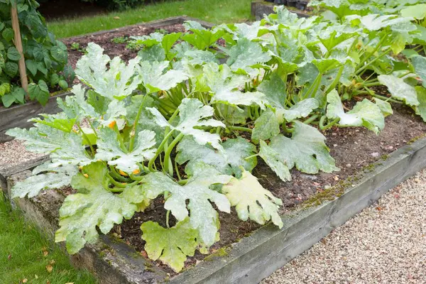 영국의 정원에서 코르게트 주치니 식물의 곰팡이 스톡 사진