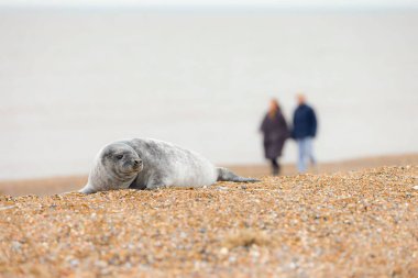 Two people walk past a grey seal pup whilst seal watching on Norfolk coast in winter, UK clipart