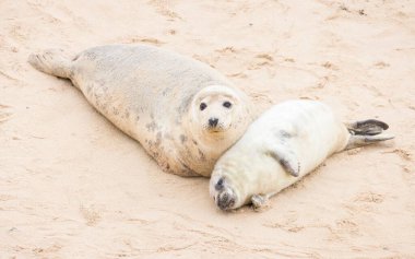 Grey seal (Halichoerus grypus) pup with its mother on a beach in winter. Horsey Gap, Norfolk, UK clipart