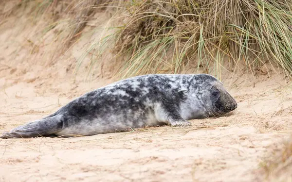 Gri fok yavrusu (Halichoerus grypus) kışın kumsaldaki kum tepelerinde tek başına. Horsey Gap, Norfolk, İngiltere