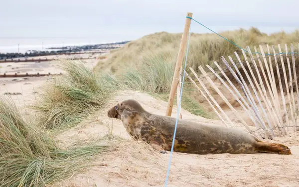 Genç dişi gri fok kışın kumsalda kum tepelerinde. Horsey Gap, Norfolk, İngiltere