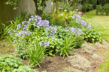İngiliz bahçesinde yetişen Mavi Agapanthus bitkisi (Afrika zambağı) İngiltere 'de çiçek açmış.
