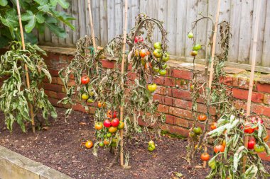 Vine tomato plants wilted with blight disease growing in a UK garden clipart