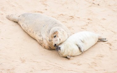 Female grey seal (Halichoerus grypus) nuzzling its pup on a beach in winter. Horsey Gap, Norfolk, UK clipart