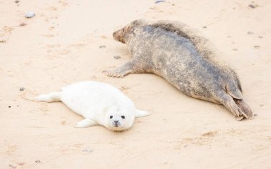 Grey seal (Halichoerus grypus) pup with its mother on a beach in winter. Horsey Gap, Norfolk, UK clipart