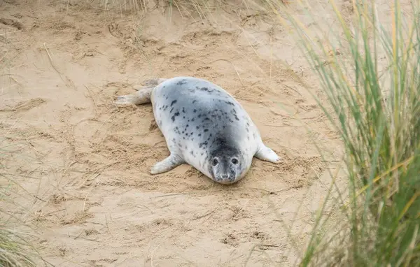 Gri fok yavrusu (Halichoerus grypus) kışın kumsaldaki kum tepelerinde tek başına. Horsey Gap, Norfolk, İngiltere