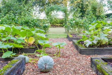 Kış squash Veliaht Prensi sonbaharda İngiltere 'de sebze bahçesinde büyüyor. Arka planda büyük bir İngiliz bahçesi