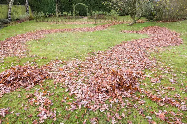 stock image Piles of leaves on grass. Raking a lawn in autumn in a large English garden, England, UK