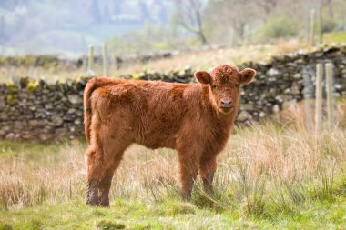 Sığırları yağmalamak, İngiltere 'nin Cumbria gölündeki bir tarlada Luing ineğinin portresi