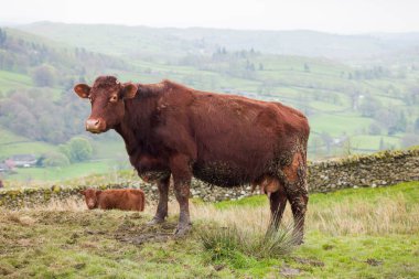 Sığırları yağmalamak, İngiltere, Cumbria 'da, Lake District' teki bir tarlada Luing ineğinin portresi.