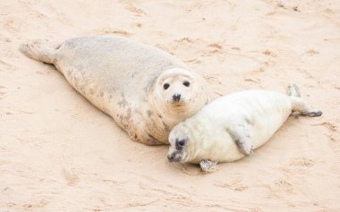 Grey seal (Halichoerus grypus) pup with its mother on a beach in winter. Seal spotting at Horsey Gap, Norfolk, UK clipart