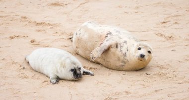 Grey seal (Halichoerus grypus) pup with its mother on a beach in winter. Horsey Gap, Norfolk, UK clipart