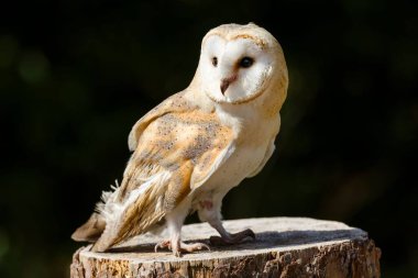 Bir levrek üzerinde duran baykuş (Tyto alba), Cumbria, İngiltere