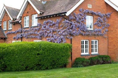 Çiçekli salkım ağacı, İngiltere 'de bir İngiliz evinin önündeki dış duvarda büyüyor.