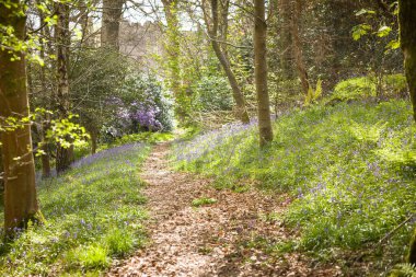 Baharda BlueBell Ormanı 'nda Muncaster Kalesi' nin arka planında patika var. Lake District, Cumbria, İngiltere