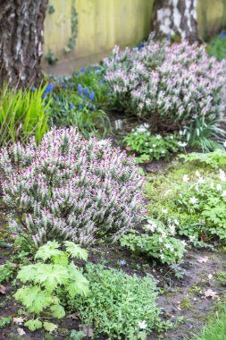 Hebe Silver Dollar (Shrubby Veronica), İngiltere 'de baharda bir İngiliz bahçesinde çiçek tarlasında yetişen bitkiler.