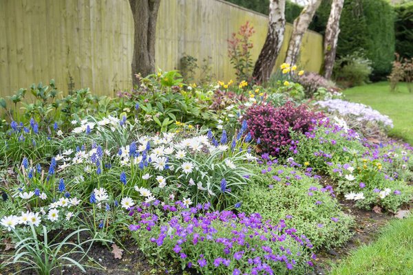 Весенние цветущие растения (Anemone blanda, Muscari и Aubrieta) в клумбе в саду, Великобритания